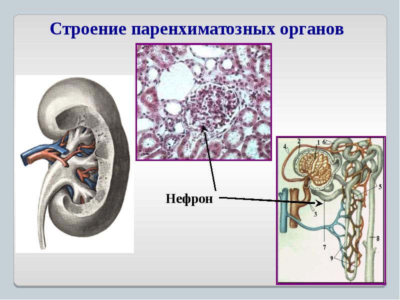 Общий план строения полых и паренхиматозных органов