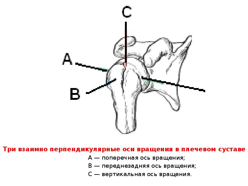 Схема плечевого сустава