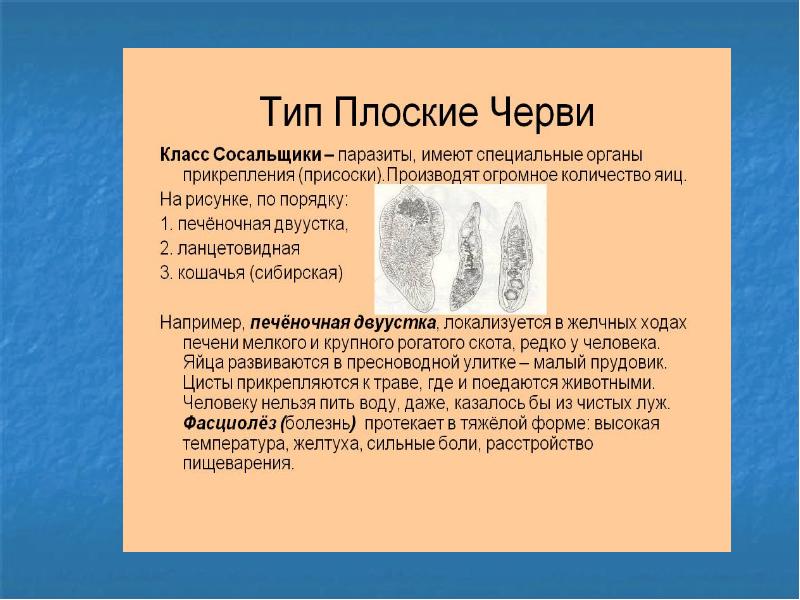 Органы прикрепления паразитов. Присоски прикрепительного диска плоские черви. Сосущие черви реферат.