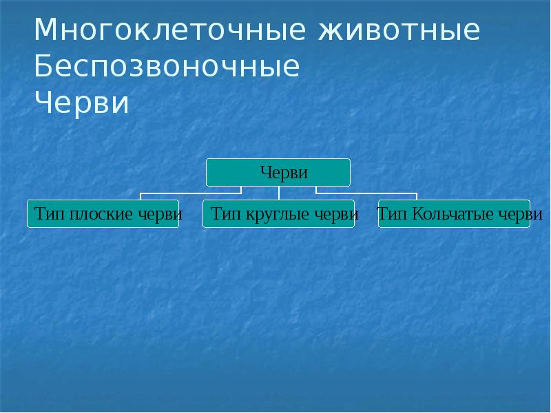 Круглые черви огэ. Черви огэ типы. черви огэ.