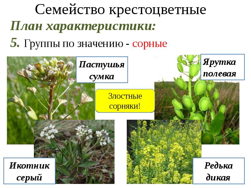 Крестоцветные презентация 6 класс