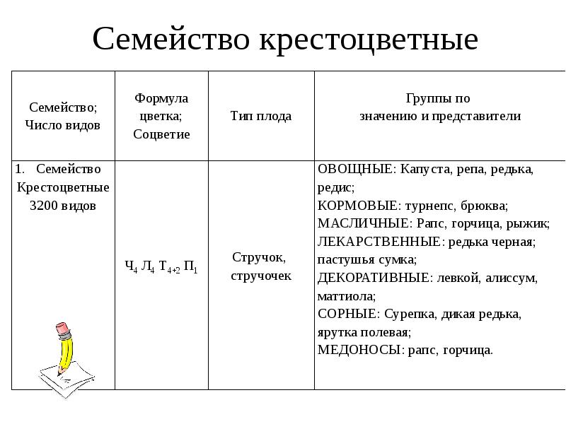 Семейство крестоцветные проект