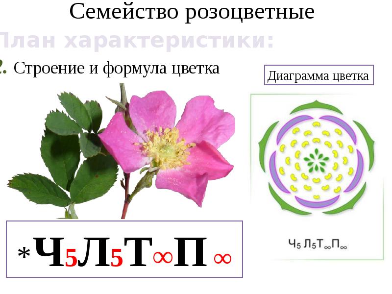 Диаграмма семейства крестоцветных