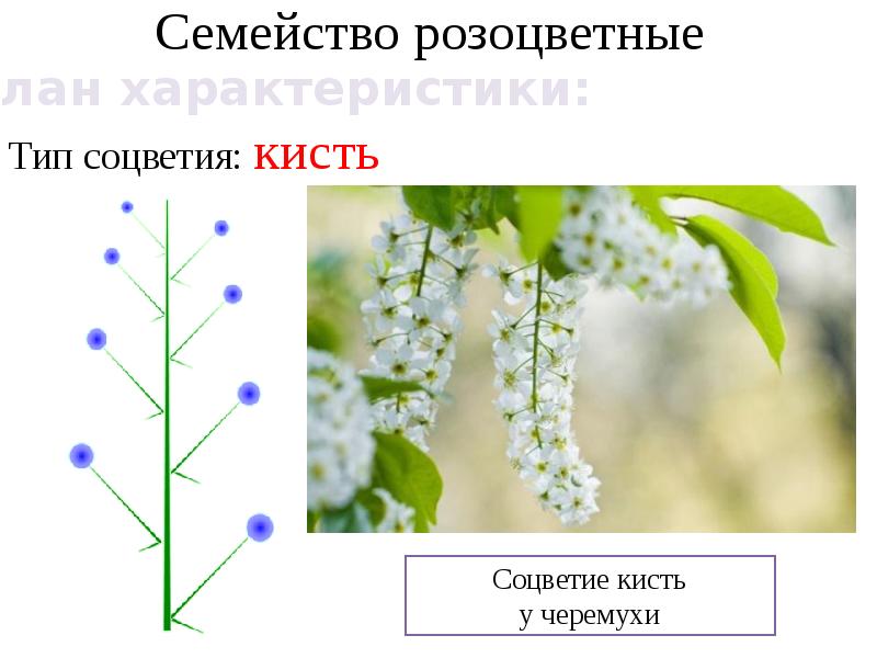 Семейство крестоцветные и розоцветные презентация