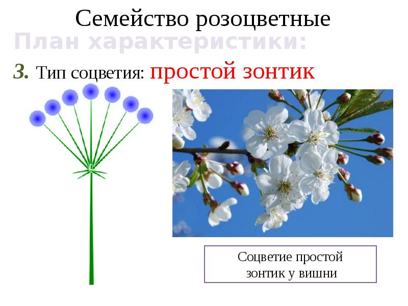 Семейство крестоцветные и розоцветные презентация