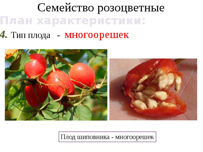 Семейство крестоцветные и розоцветные презентация