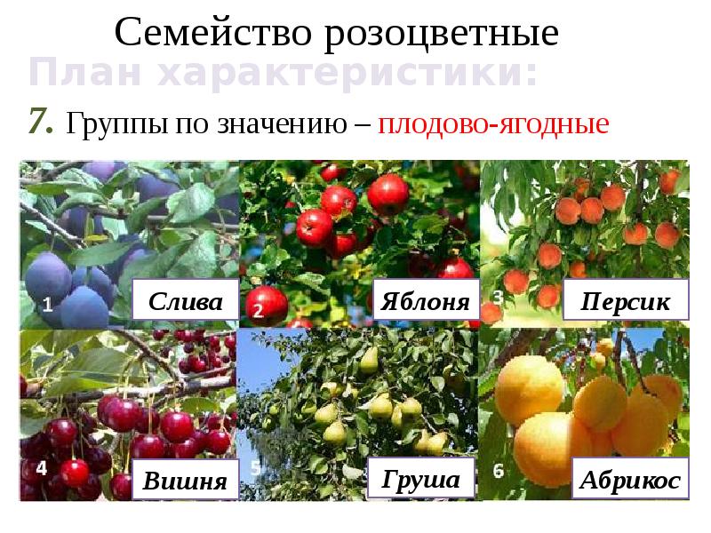 Семейство крестоцветные и розоцветные презентация