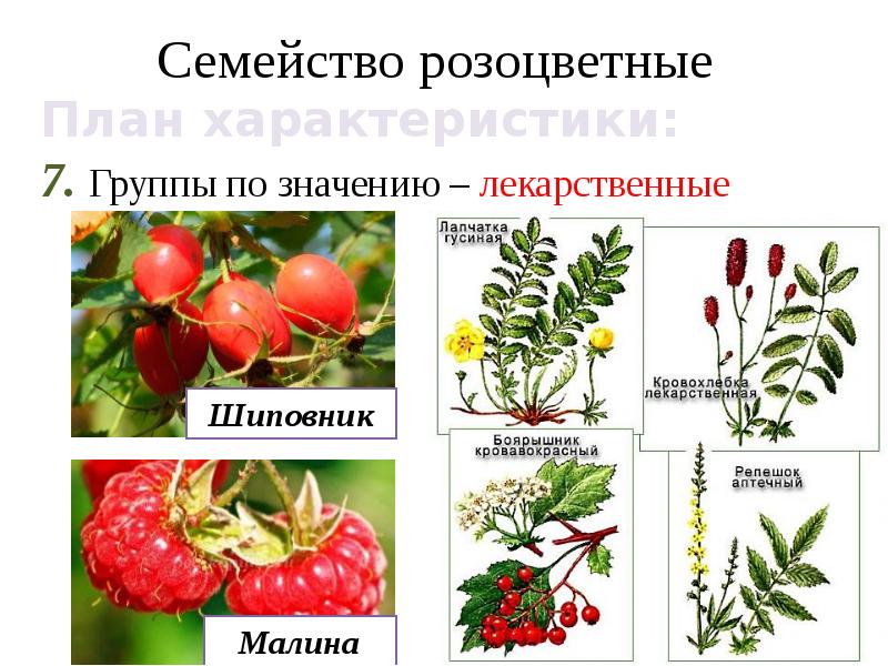 Семейства розоцветные картинки