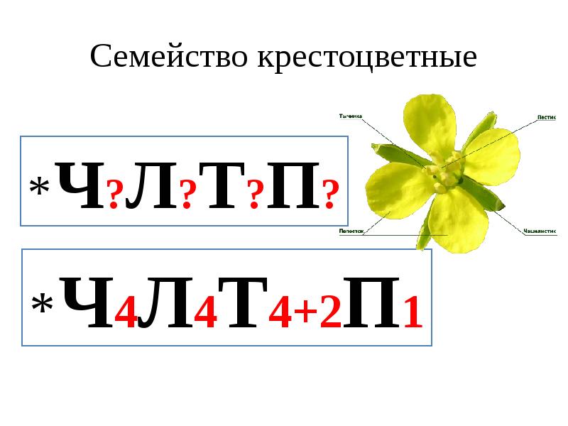 Семейство крестоцветных презентация