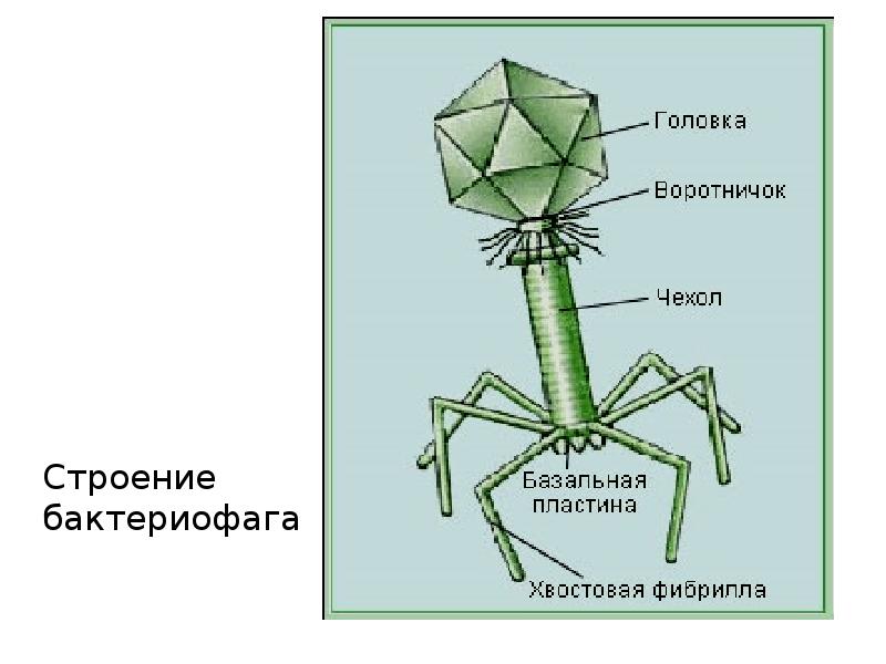 Вирусы и бактериофаги презентация