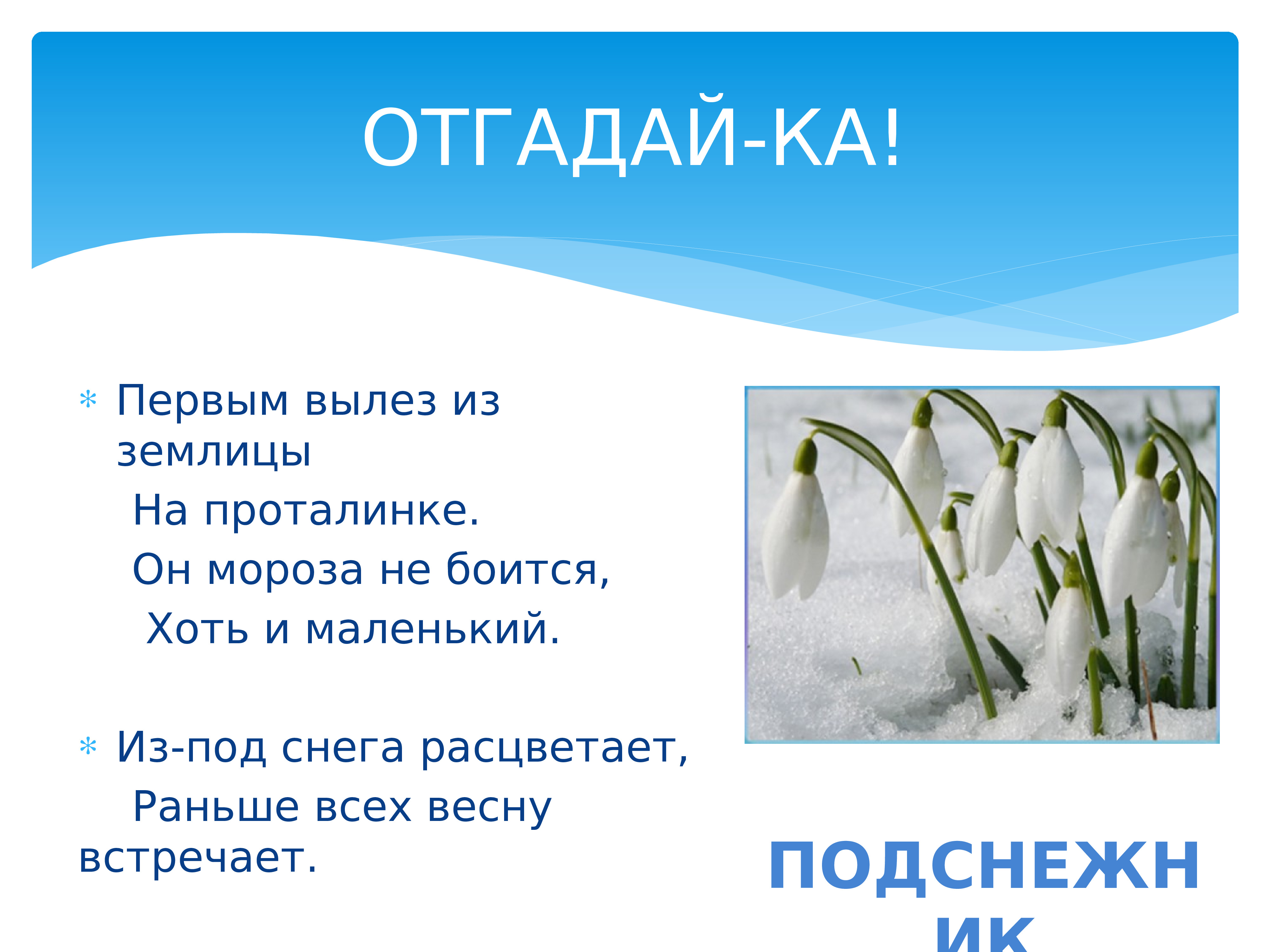 Первый вылез из землицы на проталинке загадка. Из-под снега расцветает раньше всех весну встречает. Первым вылез из землицы на проталинке он Мороза. Отгадай загадку из под снега расцветает раньше всех весну встречает. Первоцветы.