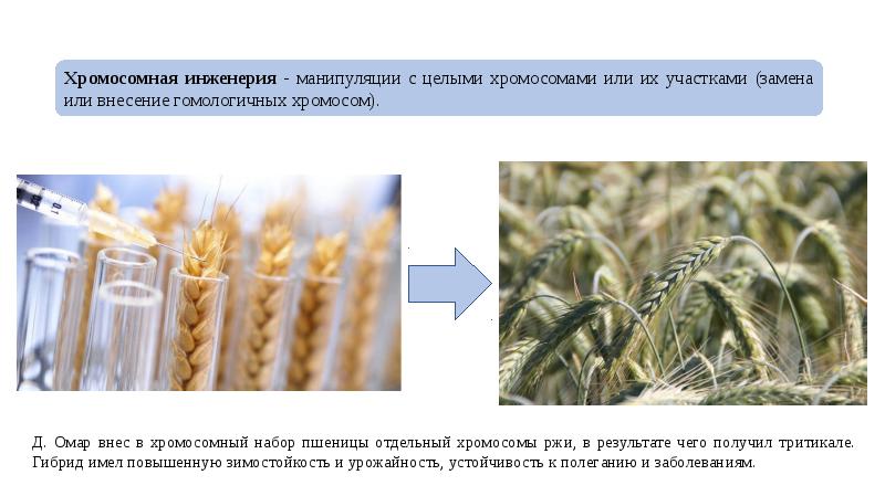 Хромосомная и генная инженерия презентация