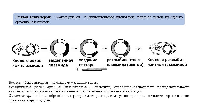 Генная инженерия презентация 10 класс