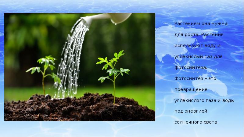 Какое значение имеет вода для растений кратко. Вода в жизни растений. Влияние воды на растения. Вода в жизни растений для дошкольников. Вода основа жизни растений.