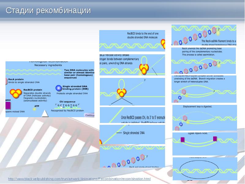 Стадии рекомбинации