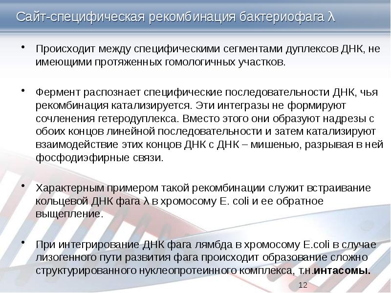 Сайт-специфическая рекомбинация бактериофага λ  Происходит между специфическими сегментами дуплексов ДНК,