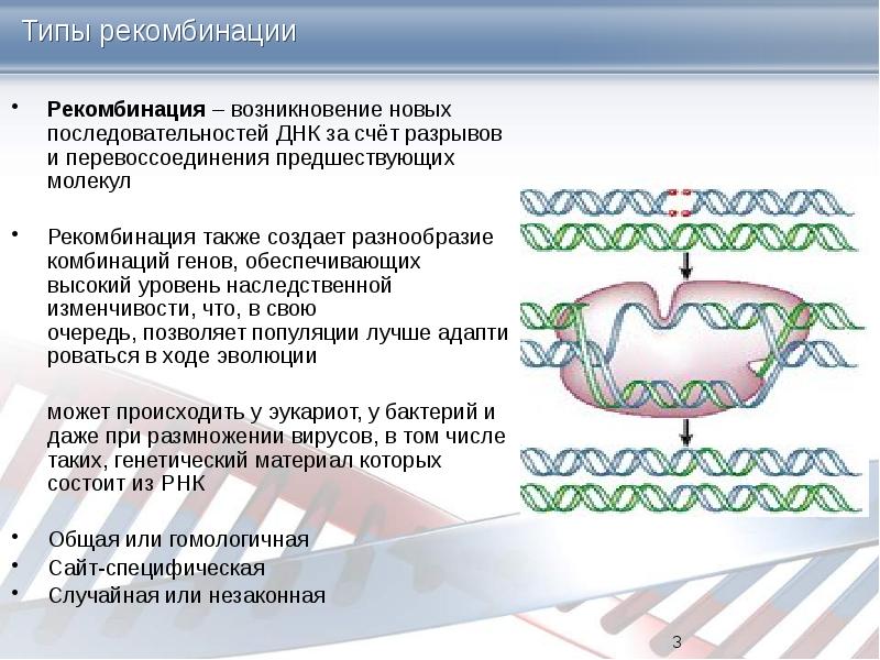 Типы рекомбинации Рекомбинация – возникновение новых последовательностей ДНК за счёт разрывов