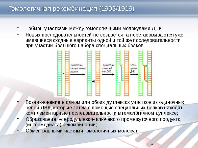 Рекомбинация днк схема