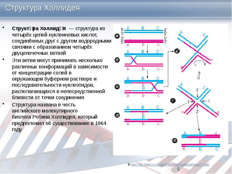 Структура Холлидея Структу́ра Холлиде́я&nbsp;&nbsp;— структура из четырёх цепей&nbsp;нуклеиновых кислот, соединённых друг