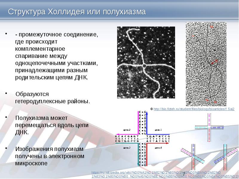 Структура Холлидея или полухиазма - промежуточное соединение, где происходит комплементарное спаривание
