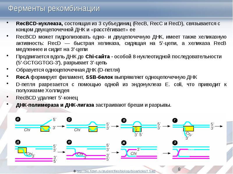 Ферменты рекомбинации RecBCD-нуклеаза, состоящая из 3 субъединиц (RecB, RecC и RecD),