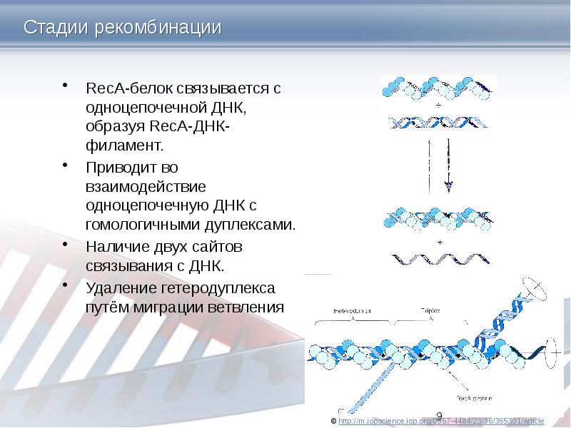 Стадии рекомбинации RecA-белок связывается с одноцепочечной ДНК, образуя RecA-ДНК-филамент. Приводит во