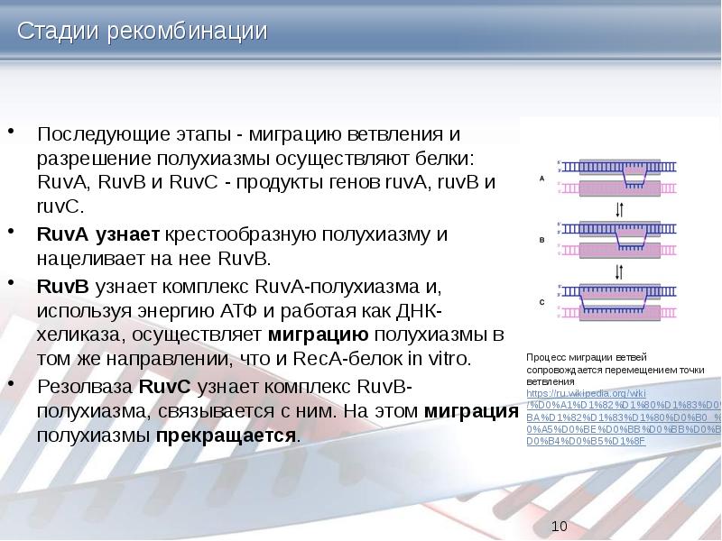 Стадии рекомбинации Последующие этапы - миграцию ветвления и разрешение полухиазмы осуществляют