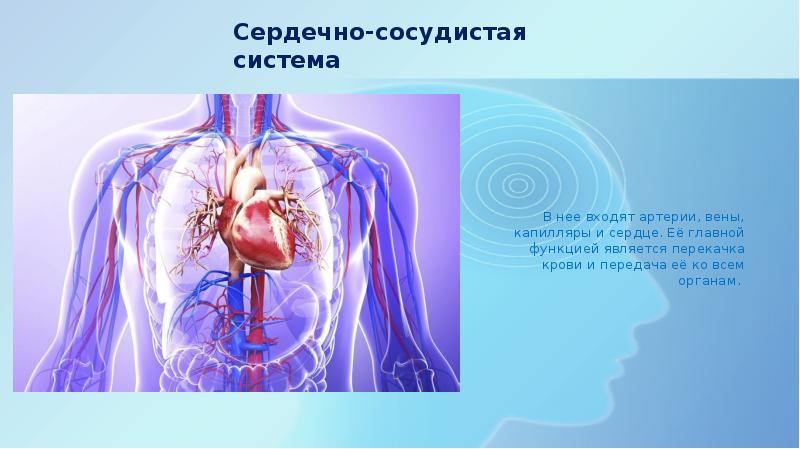 Сердечно сосудистая система человека проект