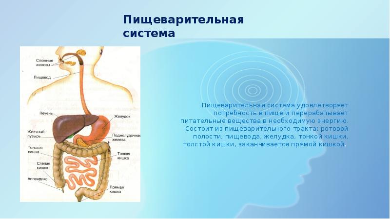 Желудок 8 класс. Пищеварительная система человека состоит из органов. Пищеварительный тракт ротовая полость. Пищеварение в ротовой полости, желудке, тонкой и толстой кишке. Уровни организации пищеварительной системы человека.