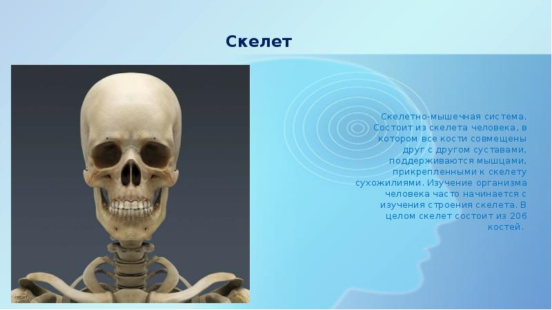 Скелет сухожилий человека. Скелет с мышцами. Журнал скелет человека. Скелет лица человека название Коста. Среднее количество скелетов в человеке.