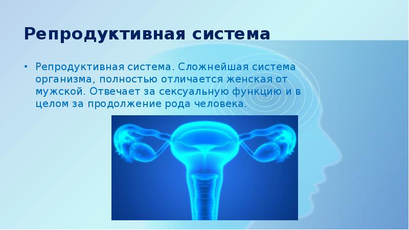 Репродуктивная система человека презентация