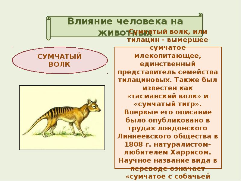 Влияние человека на животных 7 класс презентация