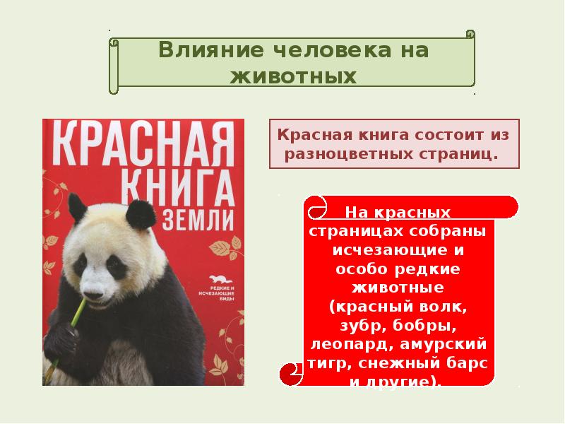 Действия животных. Влияние человека на животных. Влияние человека на животных красная книга. Влияние человека на животных 7 класс. Влияние питомцев на человека.