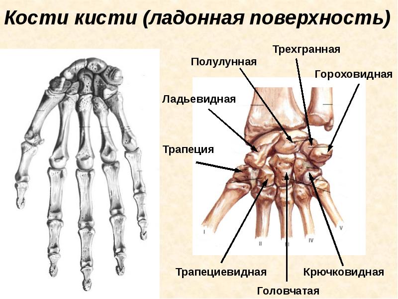 Гороховидная кость фото