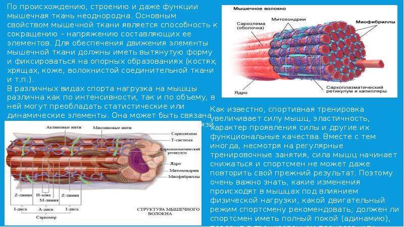 Мышечный слой лучше всего развит в стенках