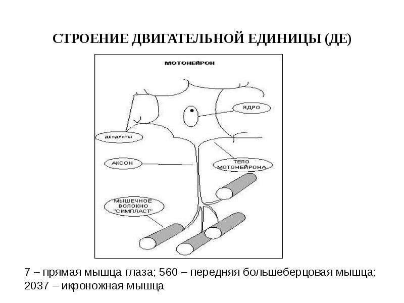 Схема двигательная единица