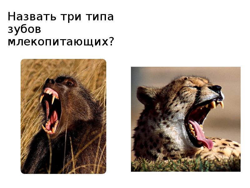 Назвать три типа зубов млекопитающих?