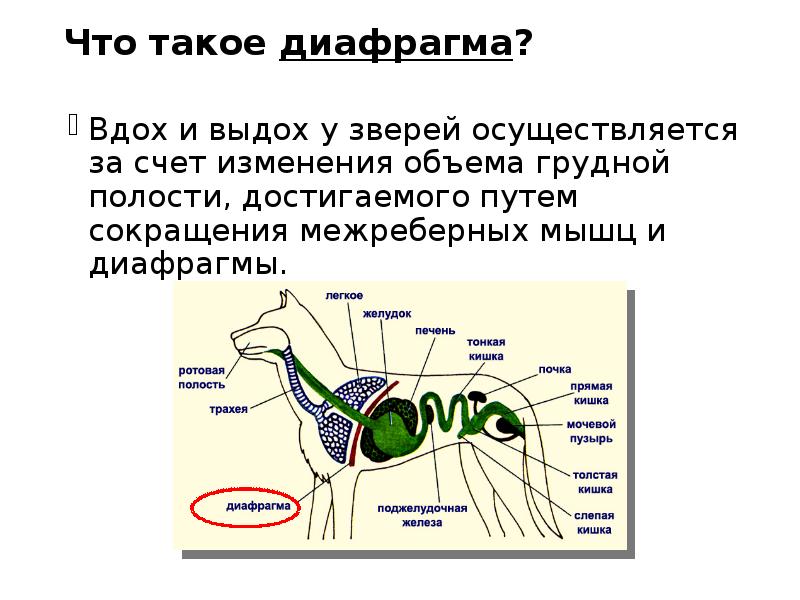 Что такое диафрагма?  Вдох и выдох у зверей осуществляется за