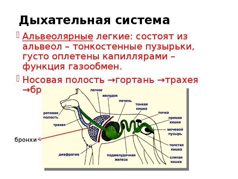 Дыхательная система Альвеолярные легкие: состоят из альвеол – тонкостенные пузырьки, густо