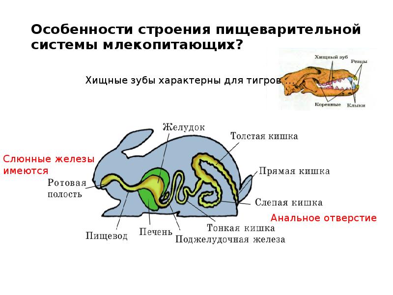 Особенности строения пищеварительной системы млекопитающих?
