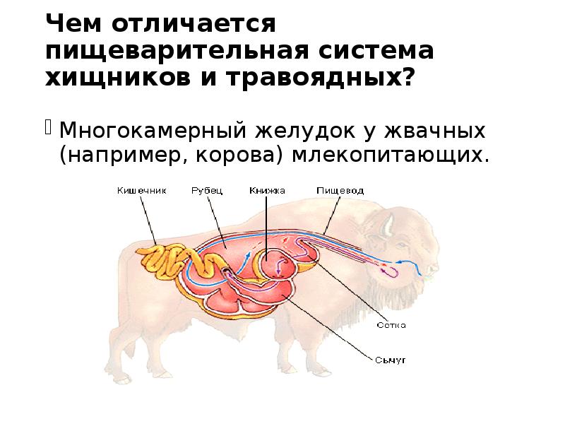 Чем отличается пищеварительная система хищников и травоядных?  Многокамерный желудок у