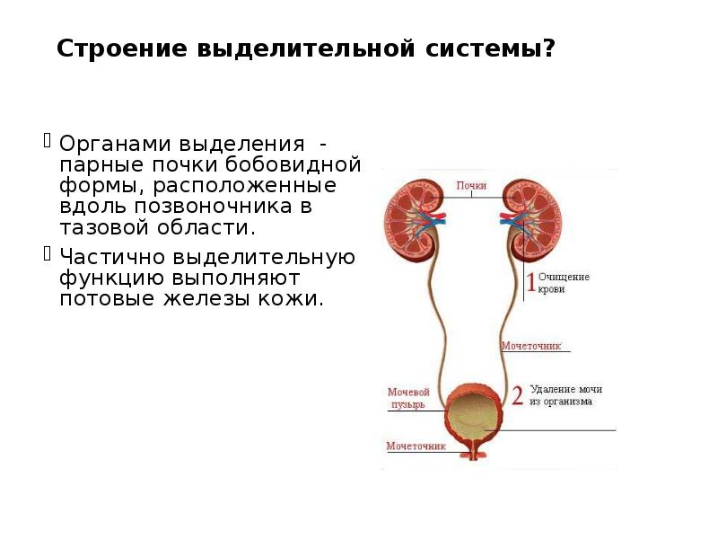 Строение выделительной системы?  Органами выделения - парные почки бобовидной формы,