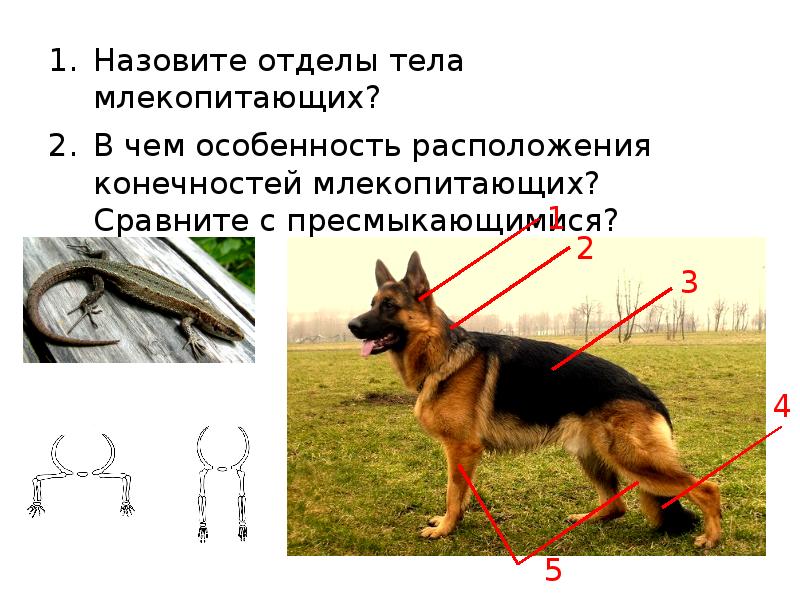 Назовите отделы тела млекопитающих? Назовите отделы тела млекопитающих? В чем особенность