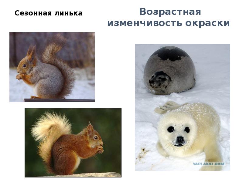 Сезонная линька