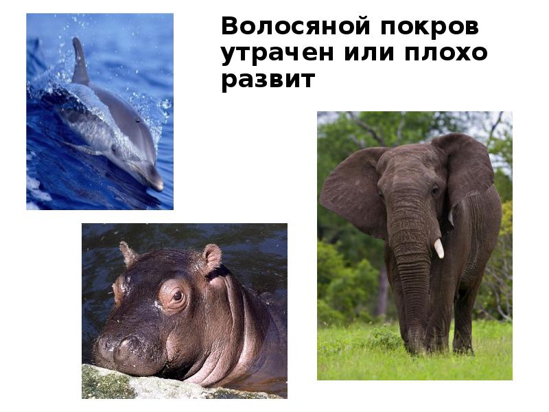 Волосяной покров утрачен или плохо развит