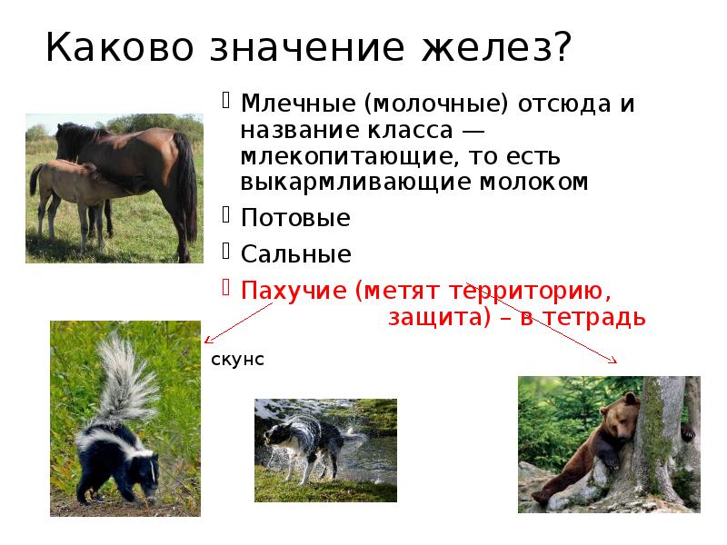 Каково значение желез? Млечные (молочные) отсюда и название класса — млекопитающие,
