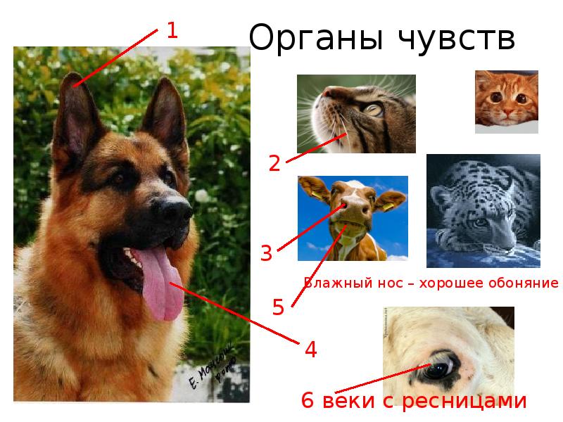 Органы чувств