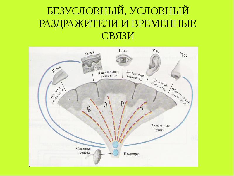 Схема формирования условного рефлекса по асратяну