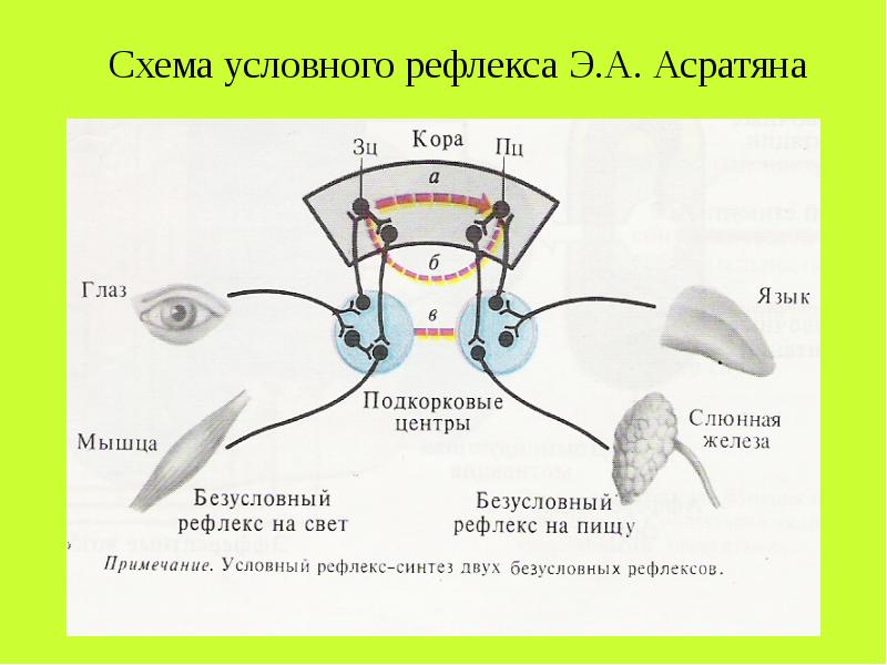 Внд рефлексы презентация 8 класс