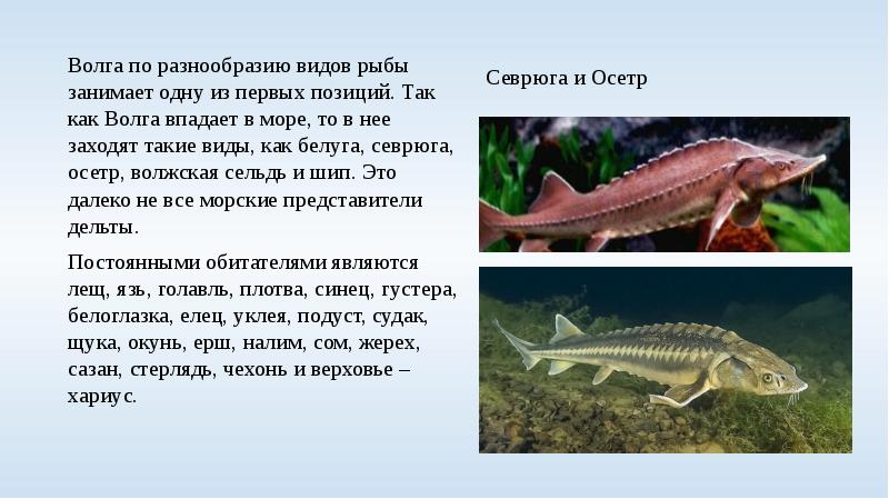Севрюга и Осетр Волга по разнообразию видов рыбы занимает одну из